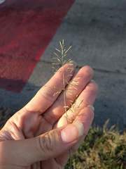 Eragrostis barrelieri