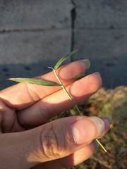 Eragrostis barrelieri