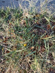 Eragrostis barrelieri