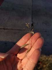 Eragrostis barrelieri