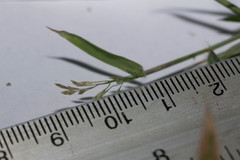 Eragrostis barrelieri