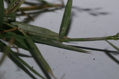 Eragrostis barrelieri