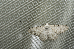 Lassaba parvalbidaria