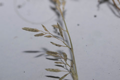 Eragrostis barrelieri