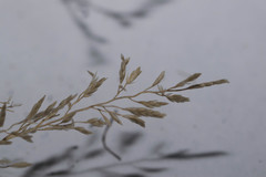 Eragrostis barrelieri