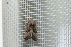 Phlogophora conservuloides