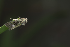 Euplexidia pallidivirens