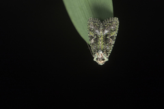 Euplexidia pallidivirens