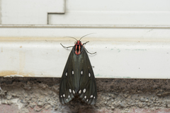 Taicallimorpha albipuncta