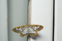 Epobeidia lucifera extranigricans