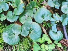 Puccinia asarina