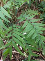 Cyanea grimesiana