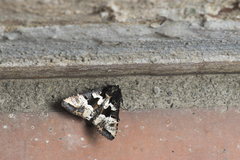 Phlogophora albovittata