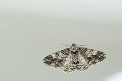 Alcis taiwanovariegata