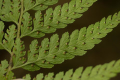 Microlepia strigosa