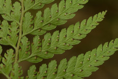 Microlepia strigosa