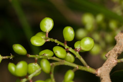 Antidesma platyphyllum