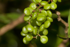 Antidesma platyphyllum