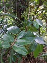 Antidesma platyphyllum