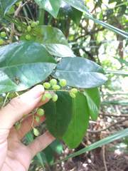 Antidesma platyphyllum