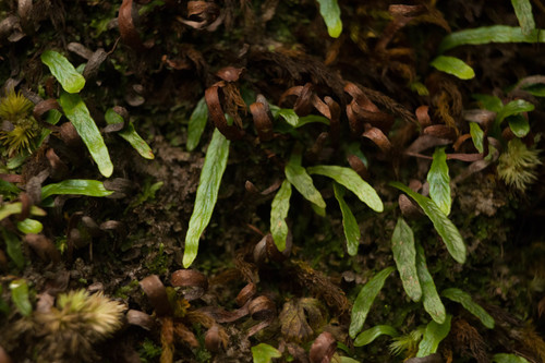 Kolokolo (Adenophorus tenellus)