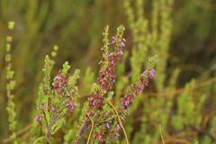 Erica intervallaris intervallaris