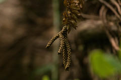 Phlegmariurus phyllanthus