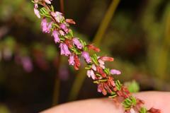 Erica intervallaris intervallaris