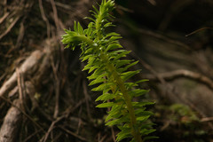 Phlegmariurus phyllanthus