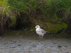 Larus fuscus barabensis