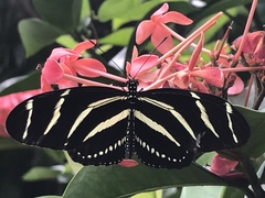 Heliconius charithonia