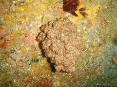 Eunephthya thyrsoidea