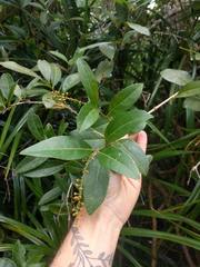 Citharexylum caudatum