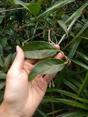 Citharexylum caudatum