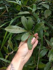 Citharexylum caudatum