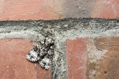 Craniophora harmandi