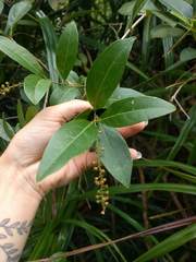 Citharexylum caudatum