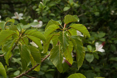 Urera glabra