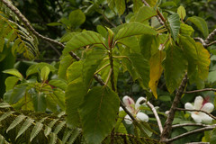 Urera glabra