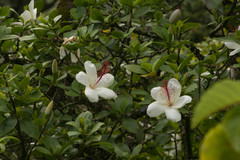 Hibiscus arnottianus