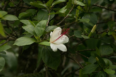 Hibiscus arnottianus