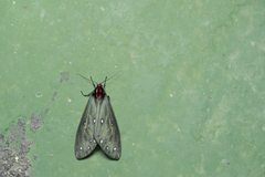 Taicallimorpha albipuncta