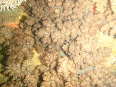 Eunephthya thyrsoidea