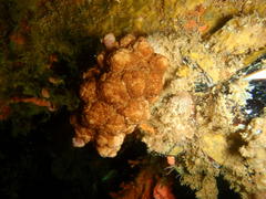 Eunephthya thyrsoidea