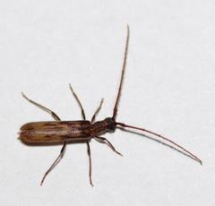Trichopsathyrus modestus