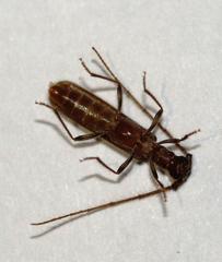 Trichopsathyrus modestus