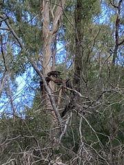 Zanda funerea xanthanota