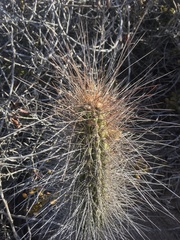 Eulychnia breviflora