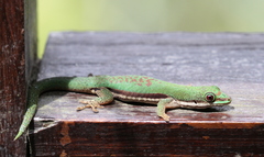 Phelsuma lineata elanthana