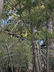 Zanda funerea xanthanota